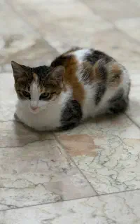 واگذاری گربه