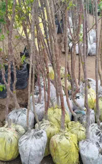تخلیه نهال قوی میوه ریشه پرس هاشمی جاده زاهدان