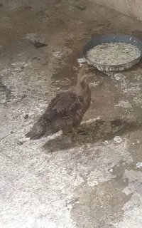 جوجه اردک