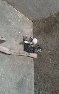 کبوتر معاوضه با مرغ