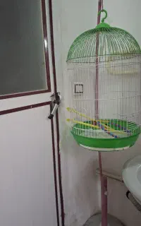 قفس پرنده