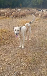 سلام گله ای تضمین گرگ زن