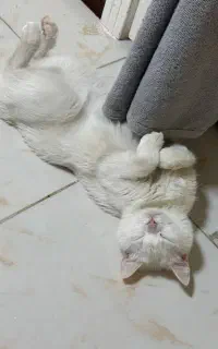 گربه ماده دوساله عقیم شده واکسن خورده