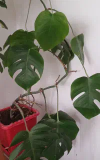 برگ انجیری