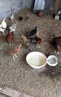 مرغ و خروس
