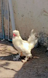 خروس سلطان