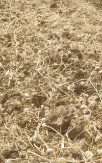 سیر