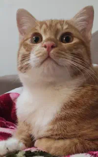 واگزاری گربه نر