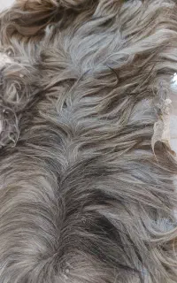 پوست بز
