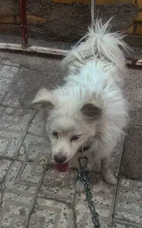 سگ پامرا