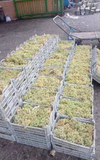کارگر میوه فروشی حرفه ای