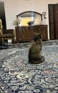 واگذاری گربه