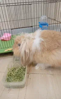 خرگوش