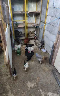 گلین سلطان یجا باهم