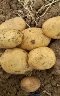 سیب زمینی درجه یک