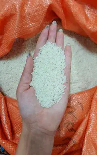 برنج هاشمی امساله درجه یک اعلا سورتینگ زده