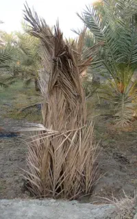 فسیل کلیته