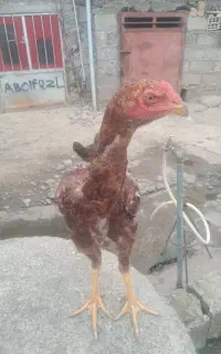 خروس لاری