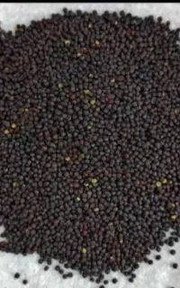 کلزا هیولا با امتحان زیر قیمت بازار
