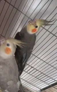 عروس هلندی جفت