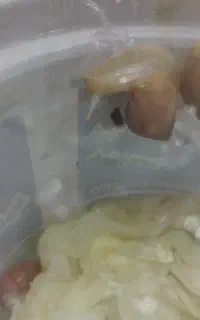 حلزون 6 عدد 80