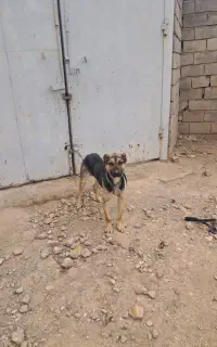 سگ شرمن دوبرمن 7 ماهه