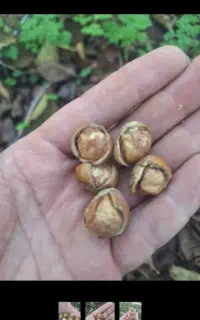 فندق اشکورات گیلان