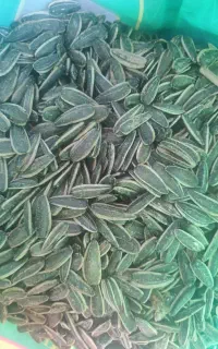 تخمه کانادایی لوکس