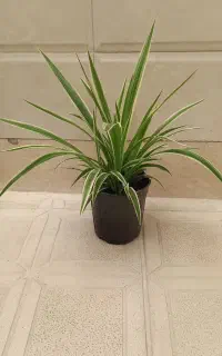 گندمی