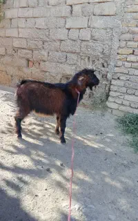 یکا بز ماده سالم هست