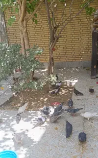 کبوتر