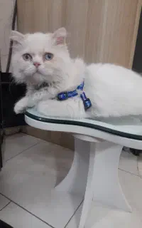 گربه اسکاتیش