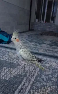 عروس هلندی