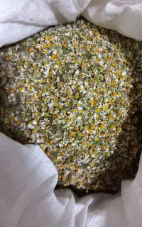 گل بابینه