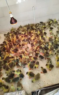 فروش جوجه گلپایگانی ۶۵ وقاز ۱۲ روزه