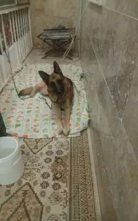 سگ باهوش