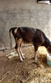 گوساله سیمینتال ماده