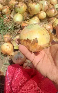 پیاز طلایی صادراتی