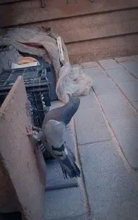کبوتر روزگاری