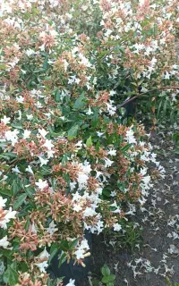 فروش گل گیاه باغچه