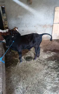 خریدفروش گاو