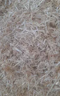 کاه سفید گندم درجه یک