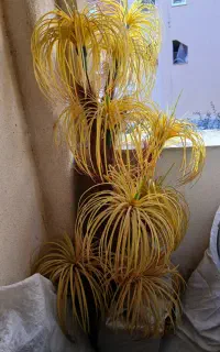 گل بلند تزئینی