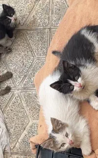 واگذاری بچه گربه رایگان