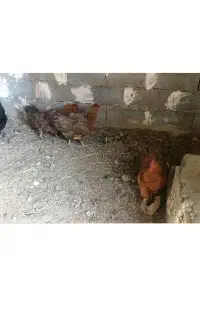مرغ
