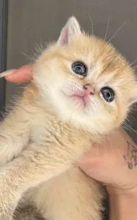 در انتظار آغوش گرم