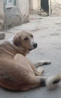 واگذاری یک نرو ماده جوان