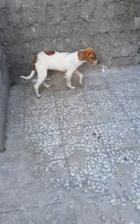 واگذاری توله سگ پیت بول