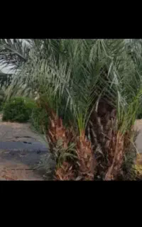 فسیل خرما