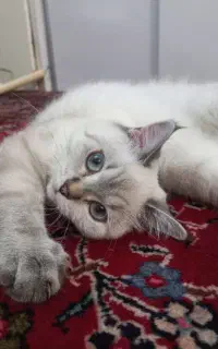 گربه بریتیش